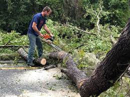 Trusted Almedia, PA  Tree Services Experts