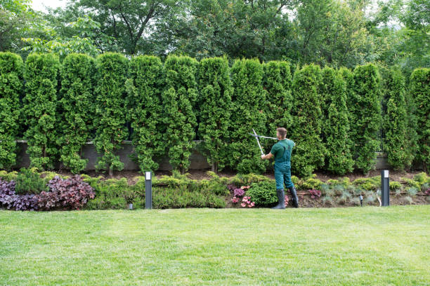 Organic Lawn Care Solutions in Almedia, PA