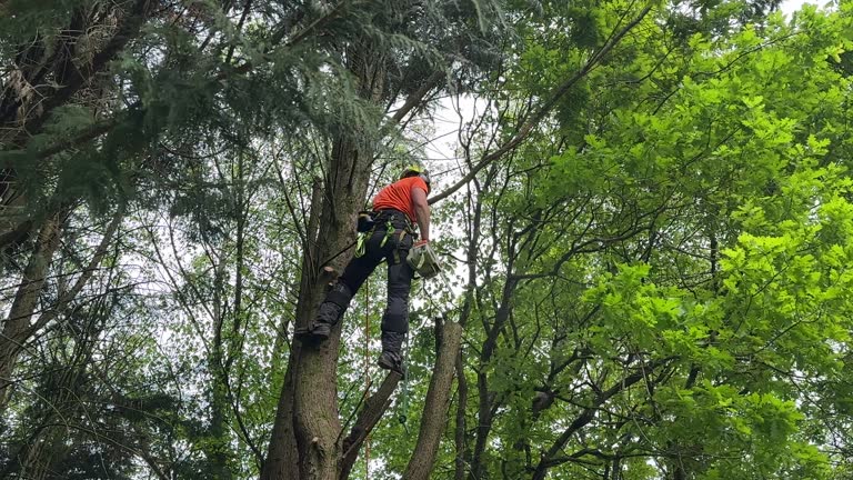 Tree and Shrub Care in Almedia, PA