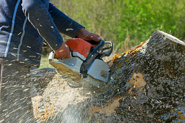 How Our Tree Care Process Works  in  Almedia, PA